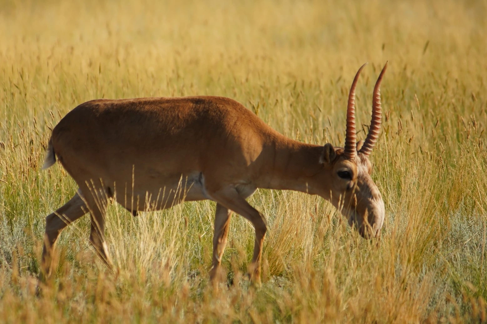 29 тысяч сайгаков отстрелили и отловили в ЗКО