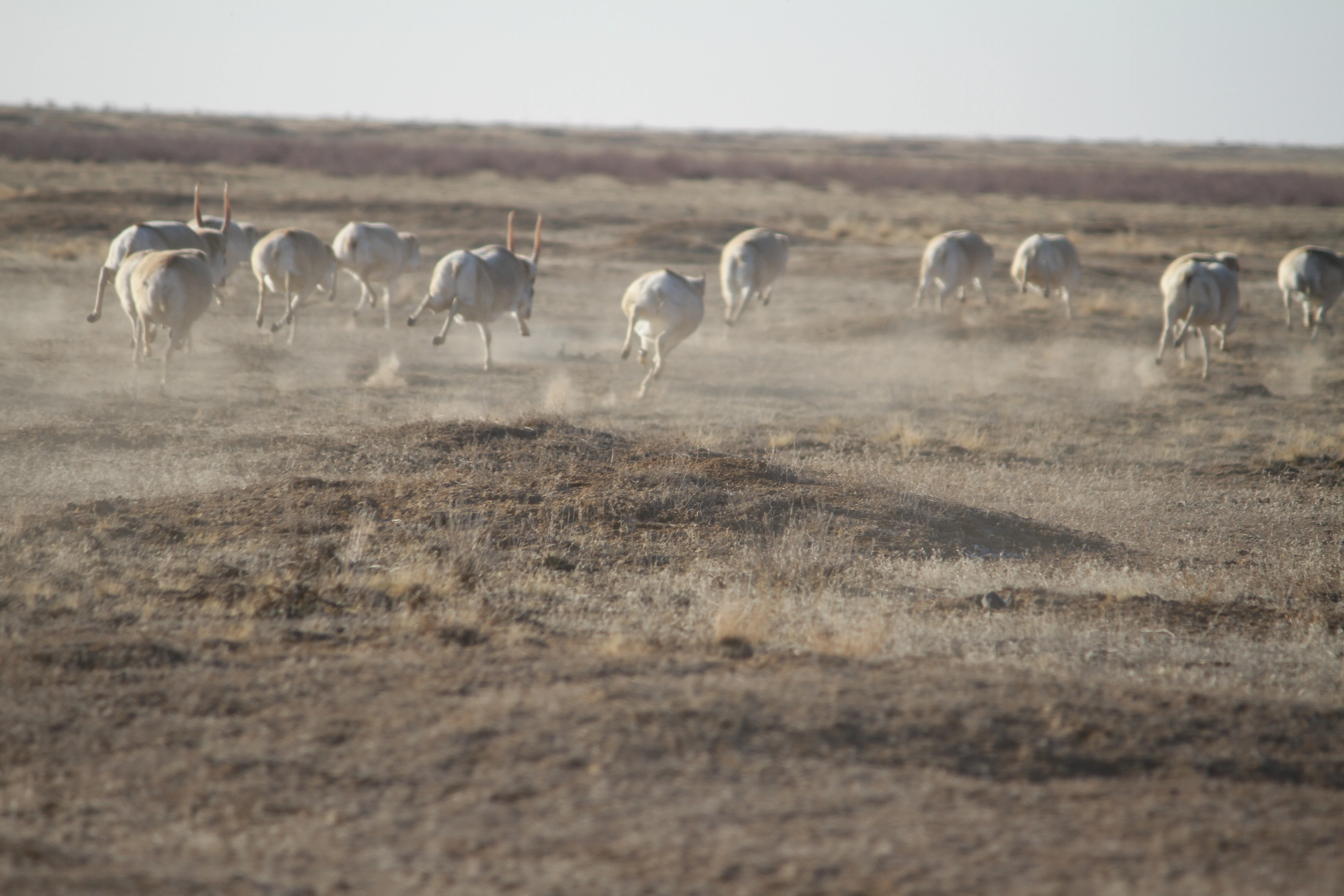 Отлов сайгаков начался в ЗКО