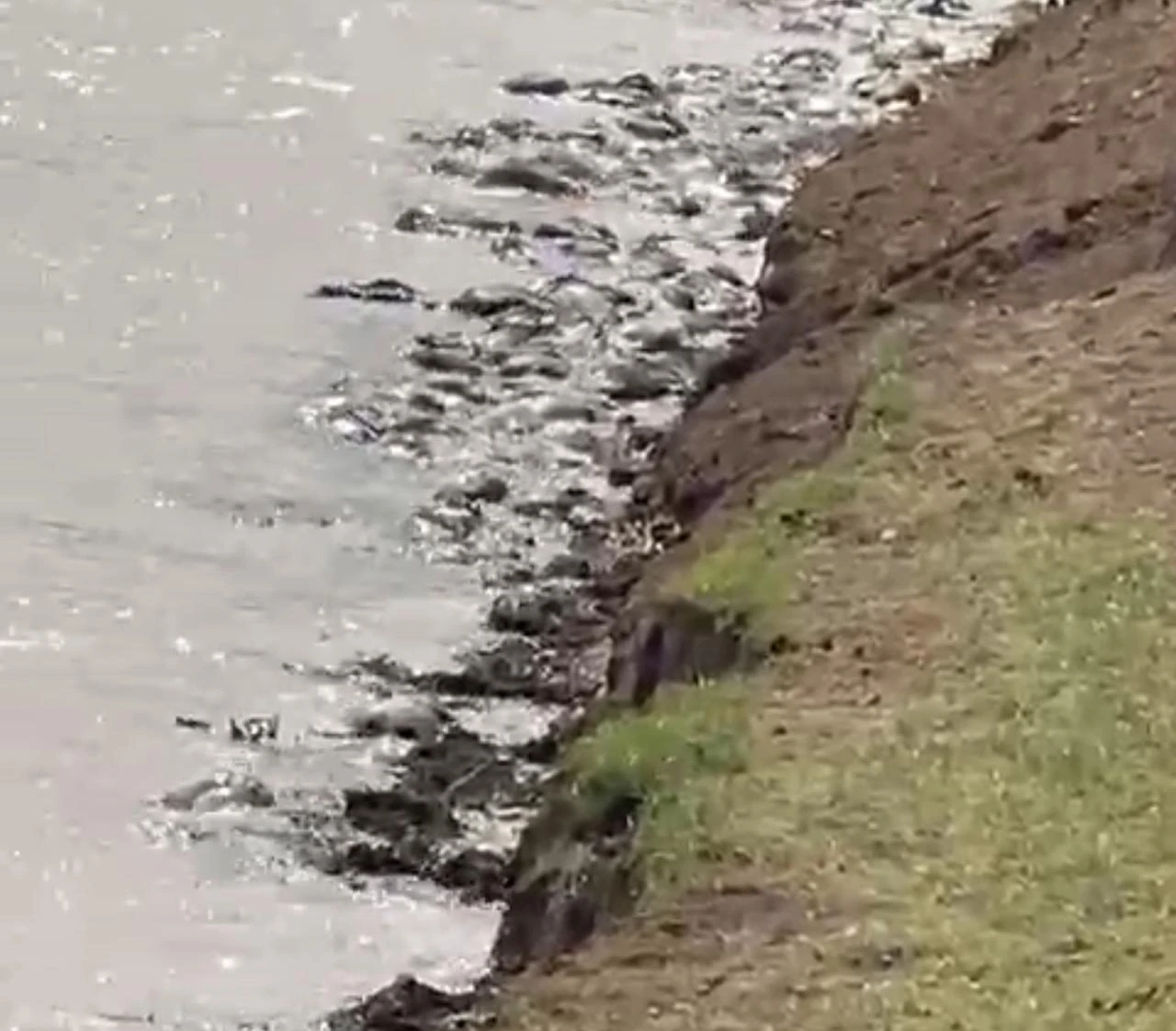 Массовая гибель сайгаков произошла в ЗКО