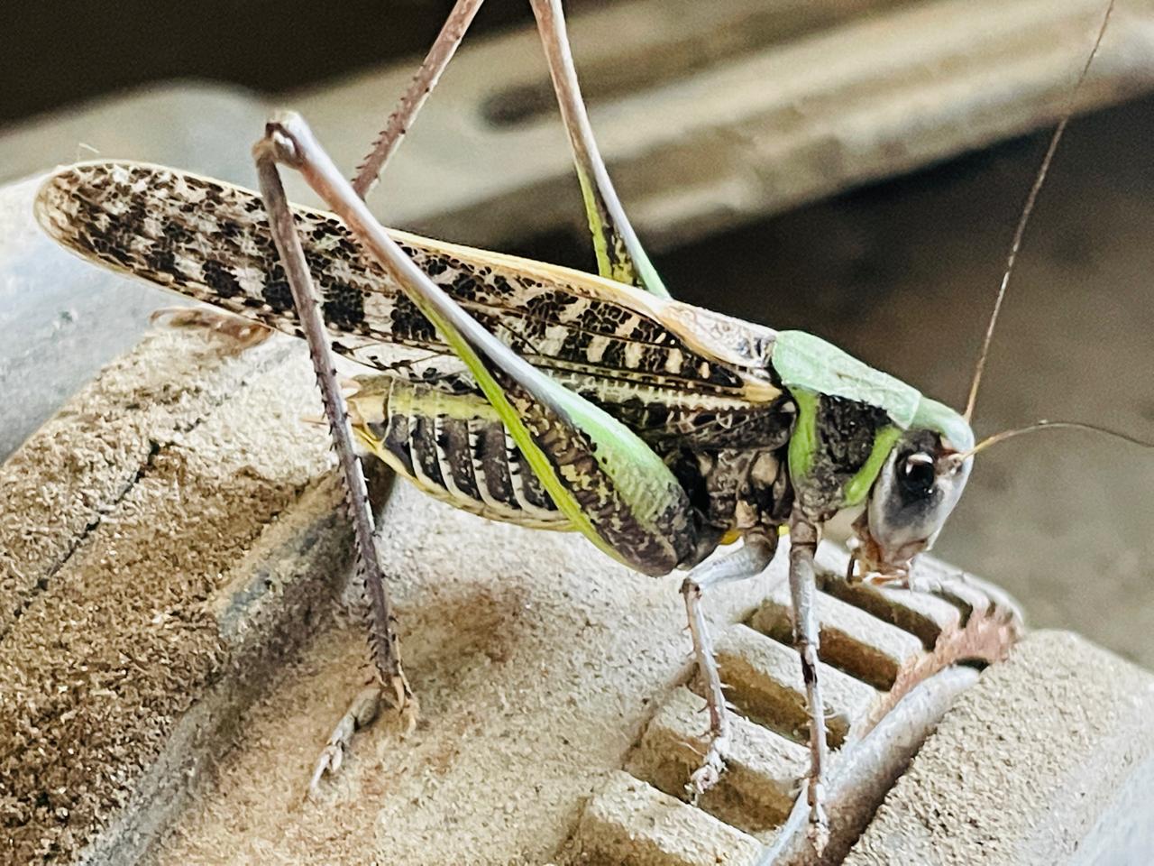 БҚО-да шегірткеге қарсы күрес жүргізілуде