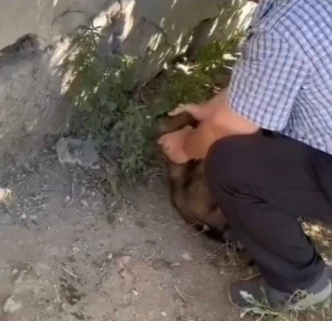 Казахстанец пытался зарезать щенка