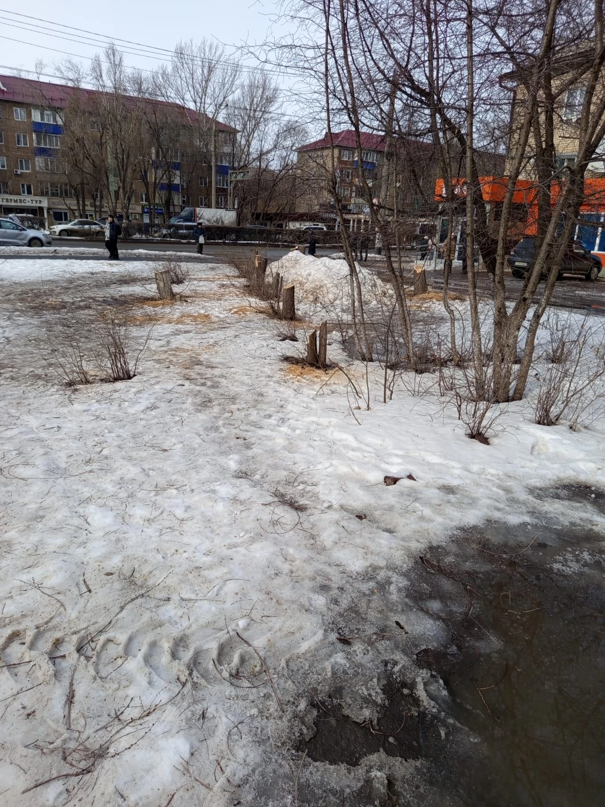 Горожан возмутил спил деревьев в сквере Уральска