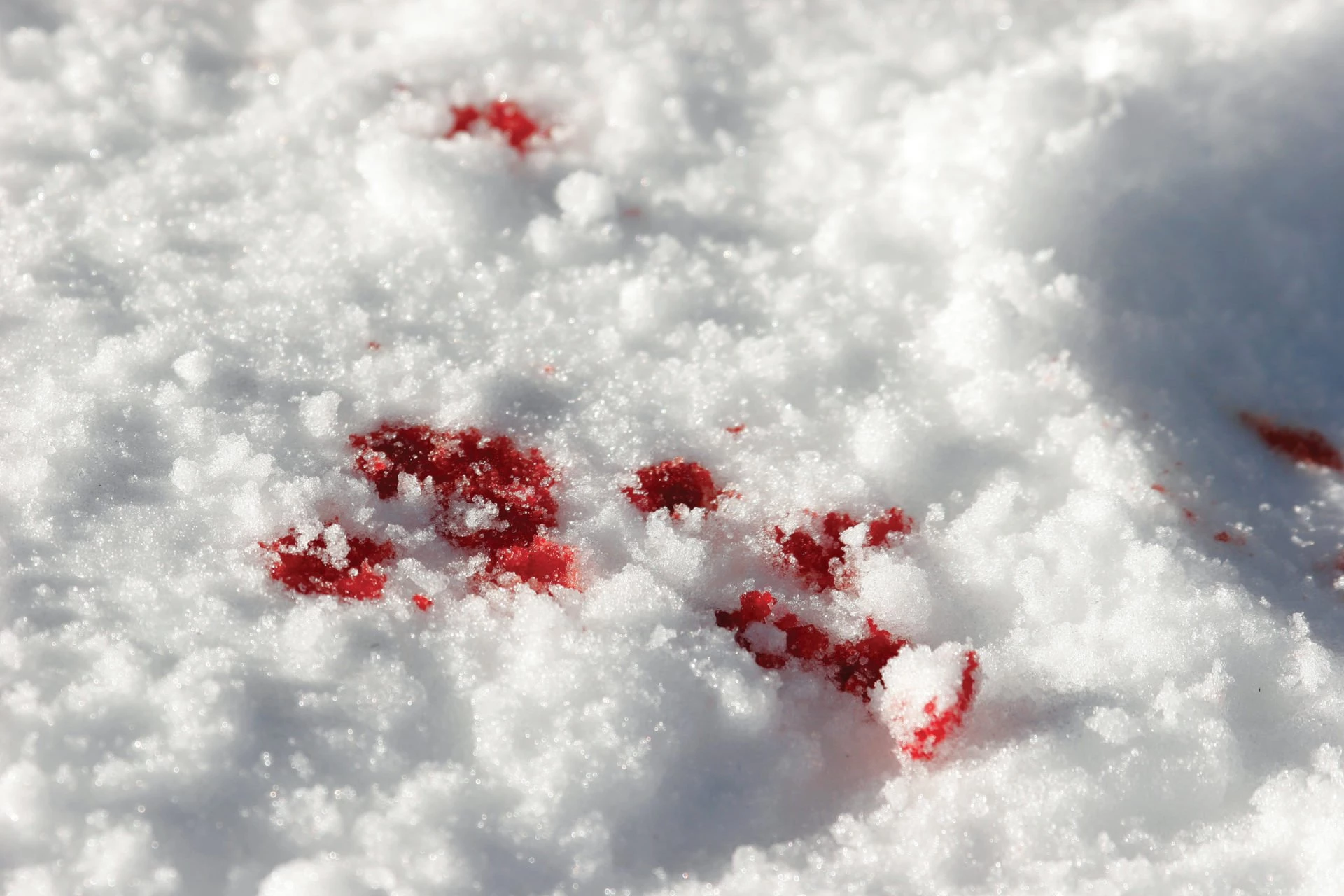 Школьника ранили на охоте в ЗКО: суд потребовал личного присутствия экспертов