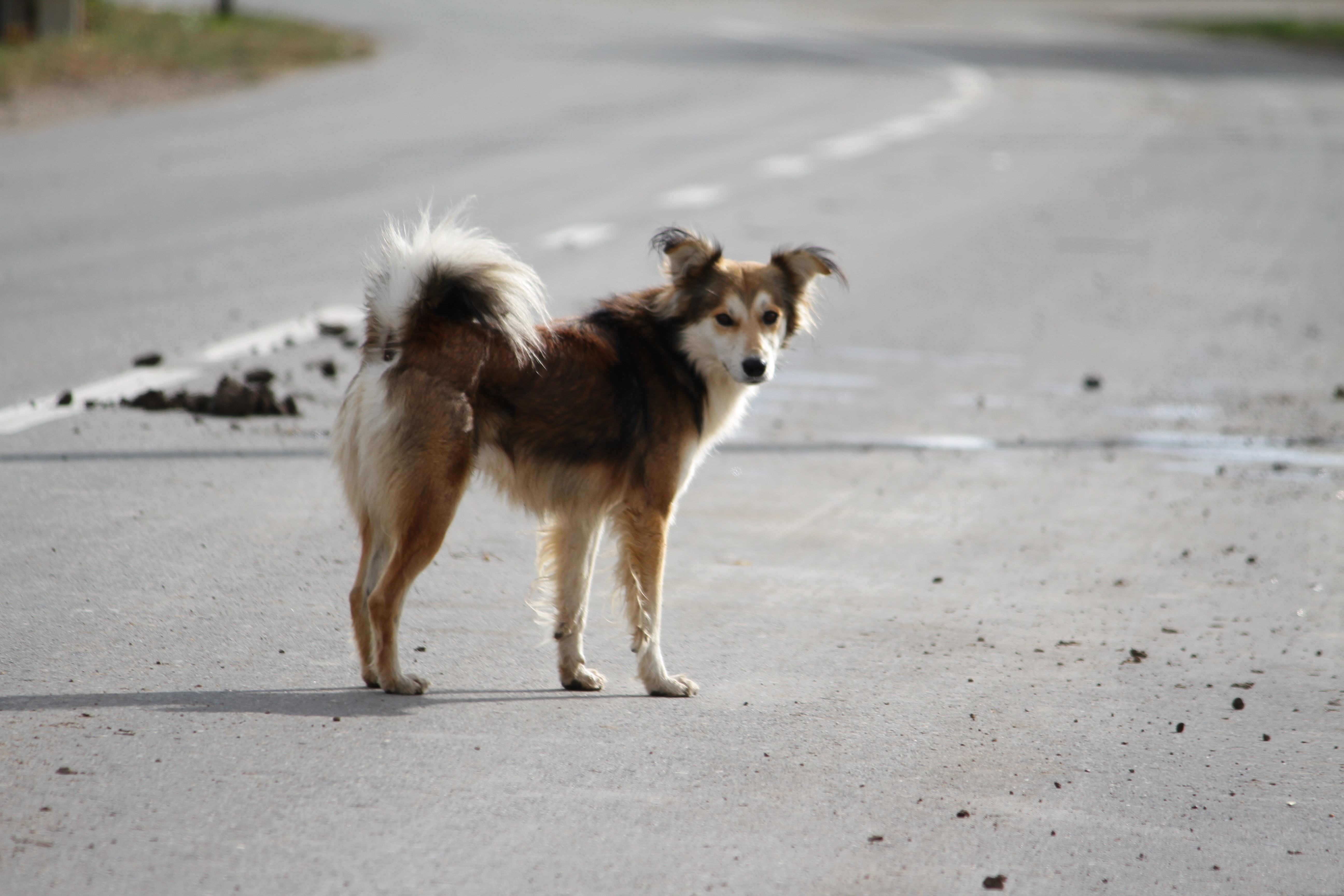 Бродячая собака укусила 10-летнего ребёнка в Уральске