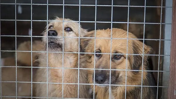 376 человек пострадали от укусов бродячих собак в ЗКО