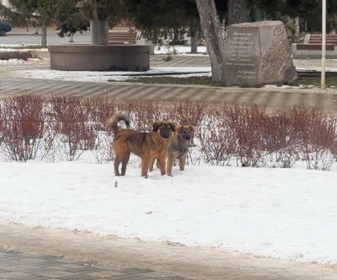 382 млн тенге потратил Казахстан на бродячих животных