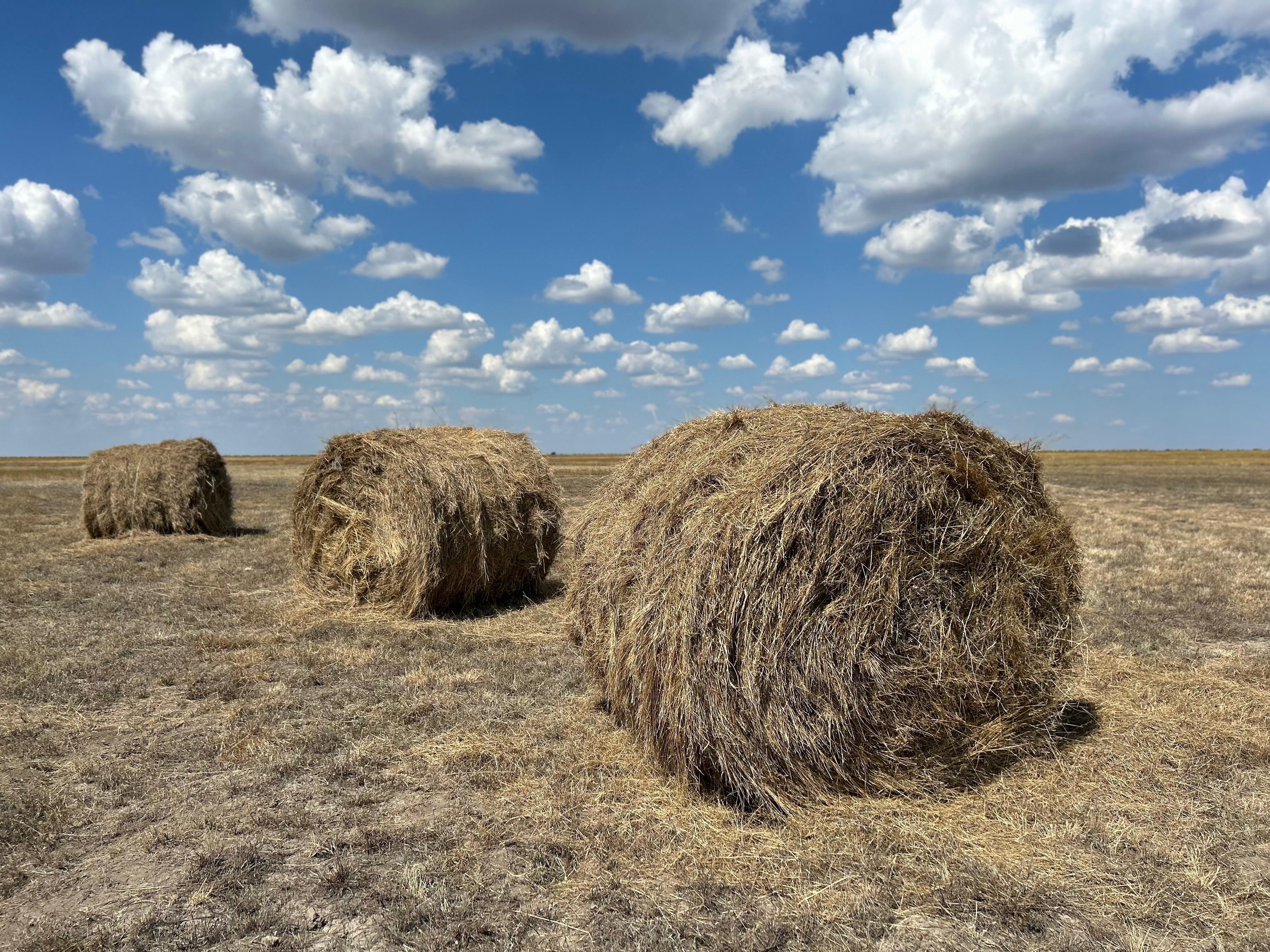 Қазақстанда 38 млн тонна мал азығы дайындалды