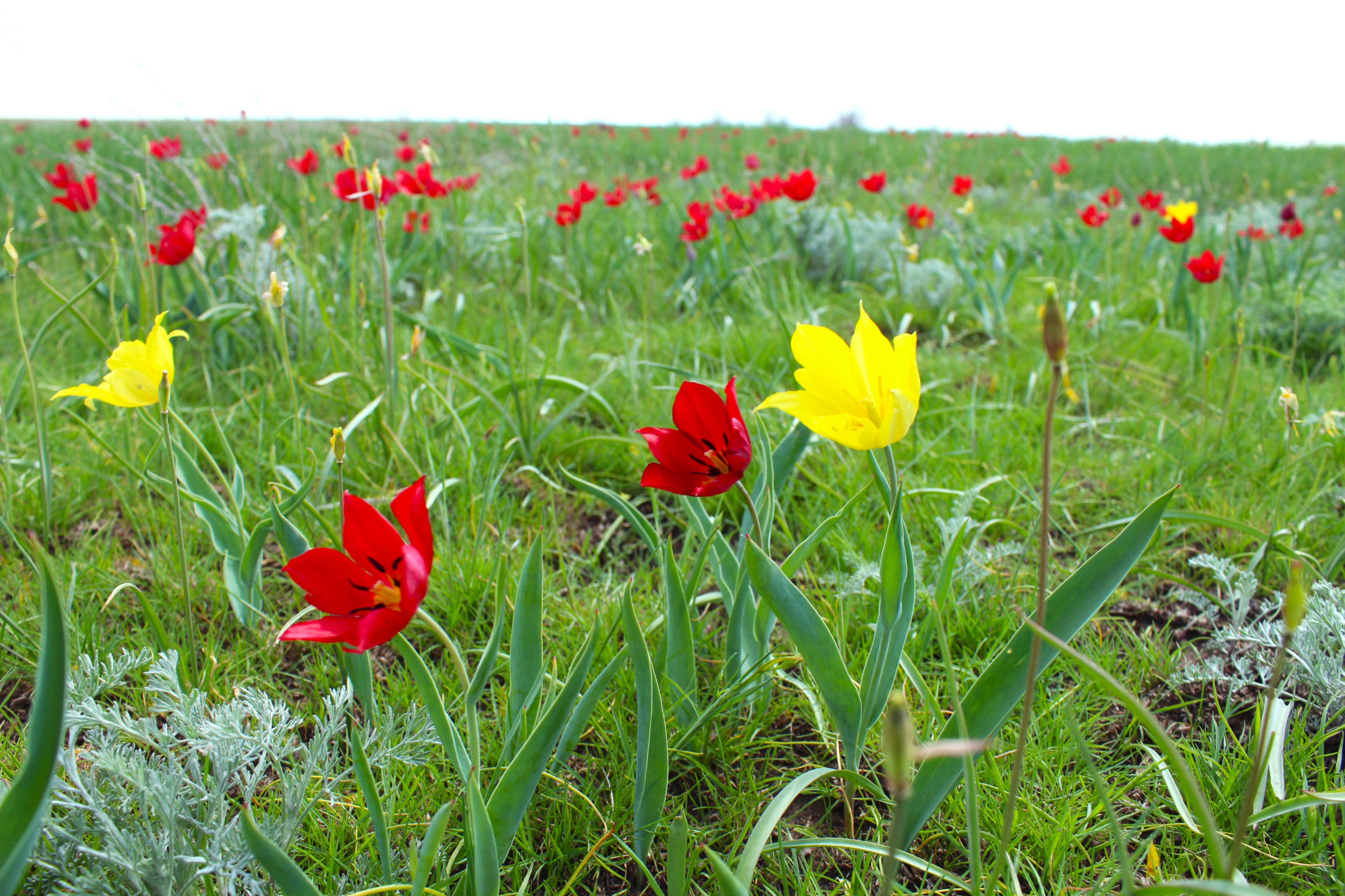 Суд акима с сорванными тюльпанами продолжат на поле, где сорвали цветы