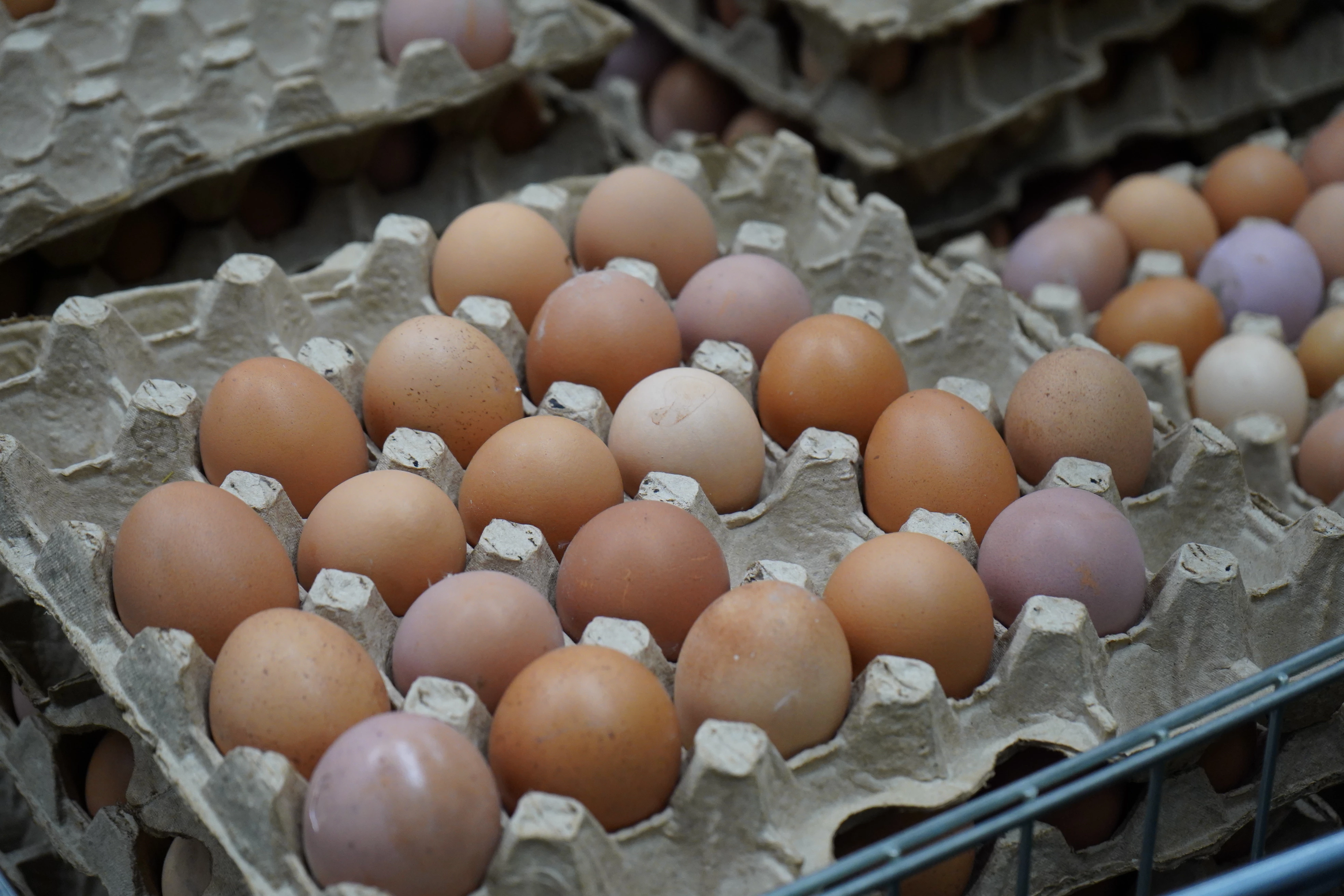 63 тысячи яиц пытались ввезти в Казахстан через границу в ЗКО