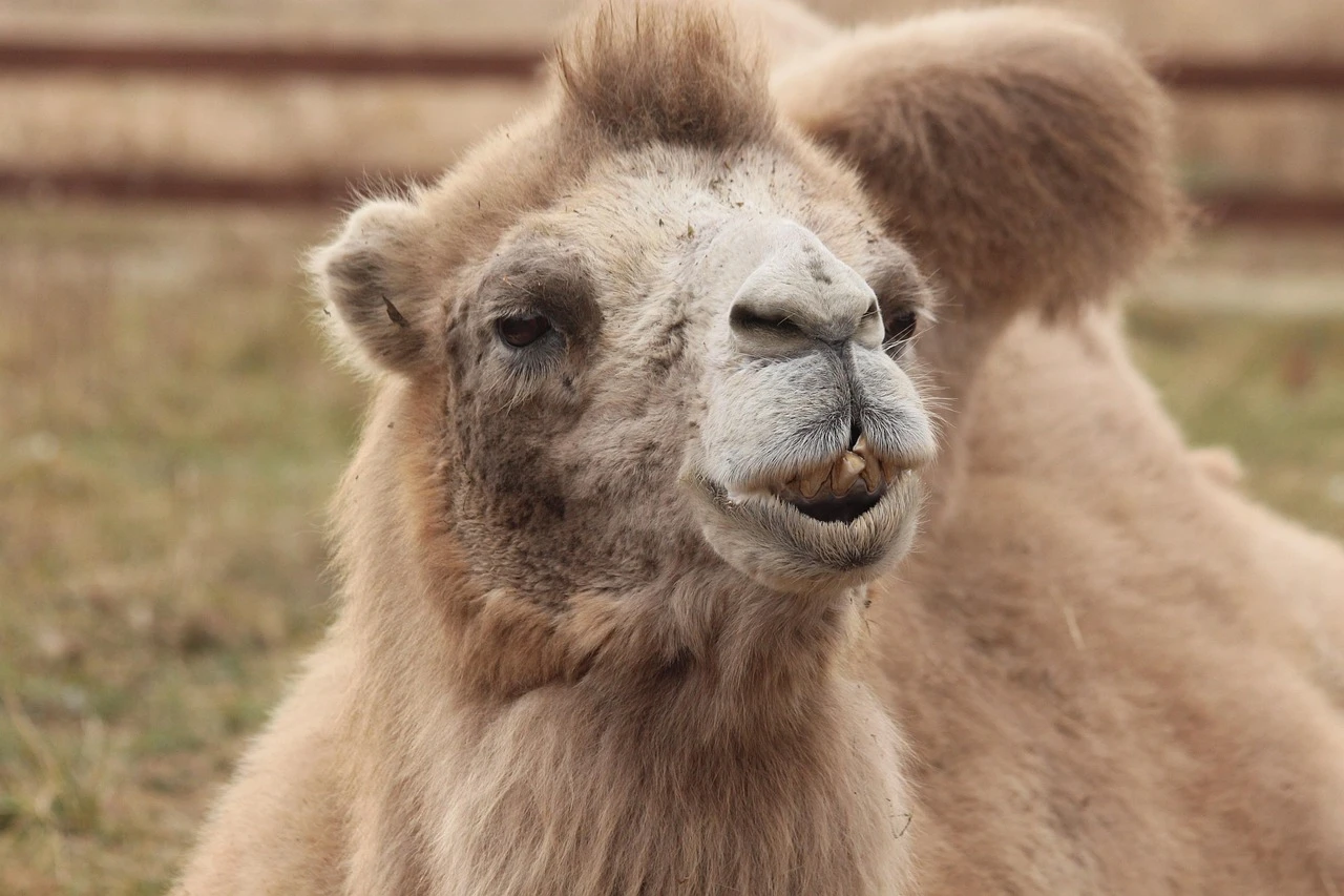 В Атырауской области на ребёнка напал верблюд