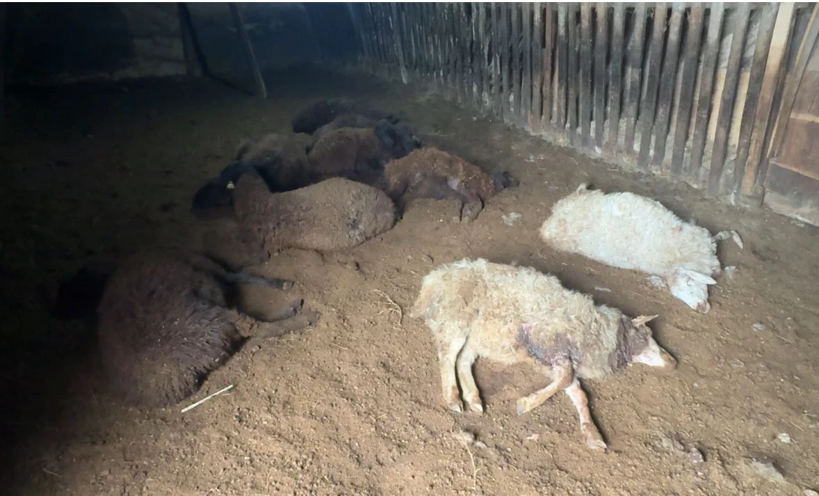 Собаки вновь загрызли овец в Уральске