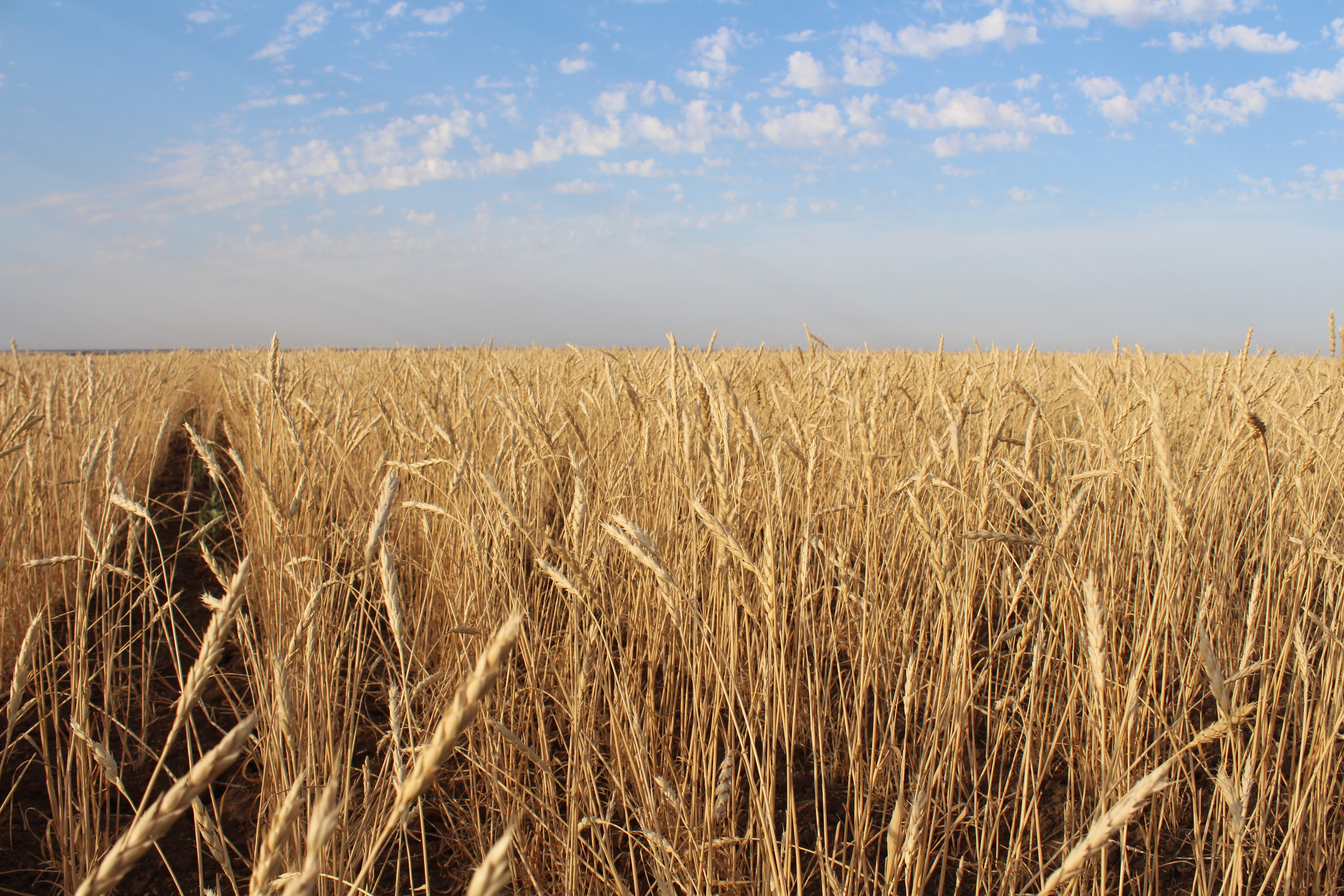 Қазақстанда астық саласында қолдауға 40 млрд теңге бөлінді