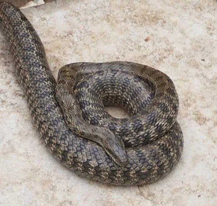 Больших змей вблизи дач опасаются жители Уральска