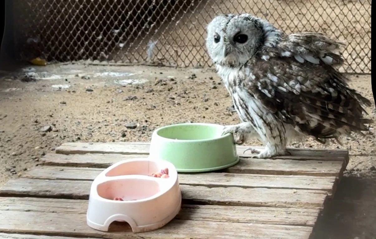 Оралда хайуанаттар бағы қысқа дайын!