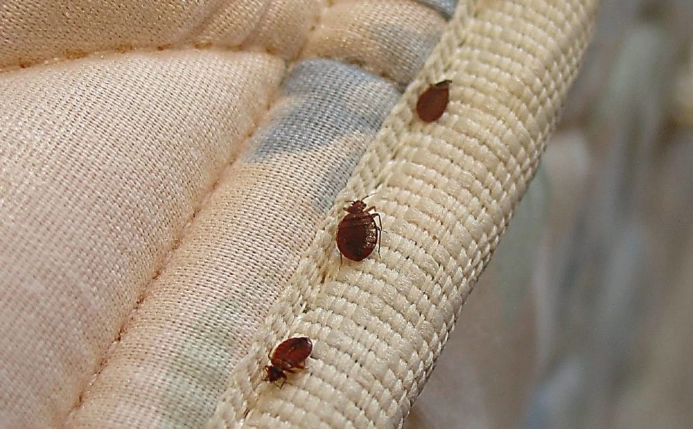 Через суд хотел вернуть квартиру с клопами житель Уральска