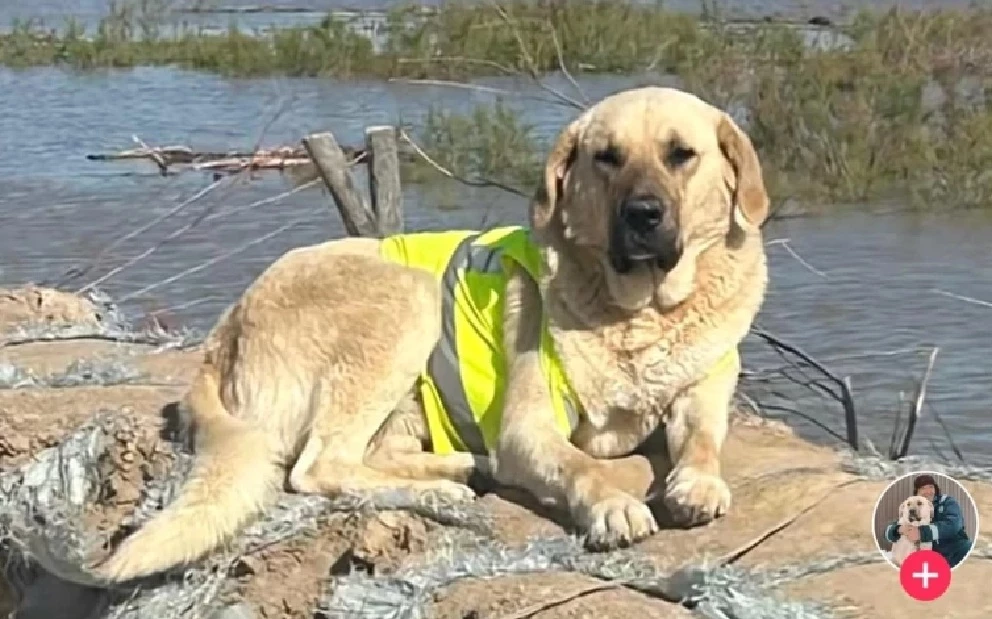 Помогавшего во время паводков пса застрелили в Атырау