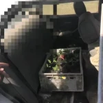 Коноплю, оружие и рога сайги нашли у скотников в ЗКО