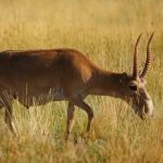 1500 тенге за килограмм стоит мясо сайги в ЗКО