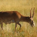 1500 тенге за килограмм стоит мясо сайги в ЗКО