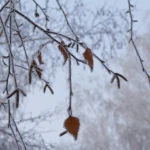 На западе Казахстана ожидаются заморозки