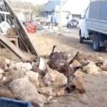 Сотню овец растерзали хищники в Уральске