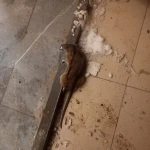 На нашествие мышей и крыс пожаловались жители микрорайона Уральска
