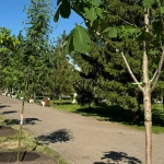 Новые деревья начали высаживать в центре Уральска