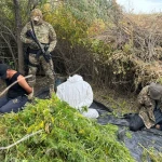 Плантацию конопли ликвидировали в Актюбинской области