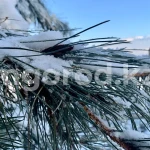 Погода на 30 декабря в Уральске