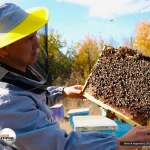 Батысқазақстандық ғалымдар бал арасы шаруашылығын зерттеу үшін 120 млн теңге грант ұтқан