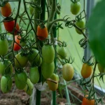 Сельчанам ЗКО помогут начать тепличный бизнес