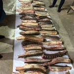70 кг осетровой рыбы нашли в машине жителя Атырау