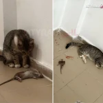 Многоэтажный дом Атырау атакуют крысы