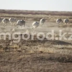 Численность сайгаков будут регулировать в Казахстане