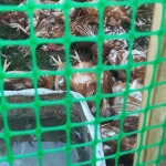 Более двух десятков кур растерзали в Уральске