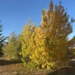Какая погода ожидается жителей западного Казахстана 29 сентября