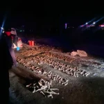 Рогов сайги на шесть млрд тенге нашли в Toyota Prado в ЗКО