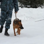 Труп мужчины со множественными травмами обнаружили в ЗКО