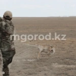 Сайгаков в ЗКО начали отстреливать