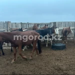Полицейские вернули десяток украденных лошадей жителю ЗКО