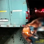 Табун лошадей сбила ГАЗель на трассе в ЗКО