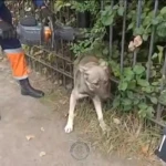 Собака застряла в заборе в Уральске
