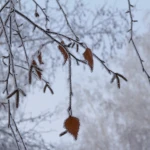 На западе Казахстана ожидаются заморозки