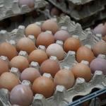 Производство яиц в Казахстане сократилось на 10%