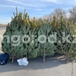 Какое наказание грозит казахстанцам за незаконную вырубку ёлок