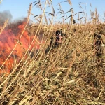 Три дня тушили крупный пожар в резервате Атырауской области