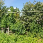 Коноплю высотой с дерево вырастил житель Уральска