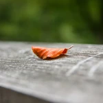 Прогноз погоды для жителей ЗКО на 9 сентября