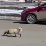 Перебегающую дорогу лису сняли на видео в Уральске