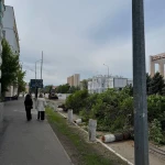 Вырубку деревьев в центре города прокомментировали в акимате Уральска